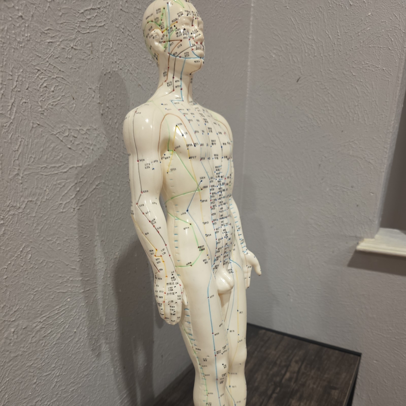 Male Acupuncture Model 20″ with Base Support Arm Chinese + English Points NIB