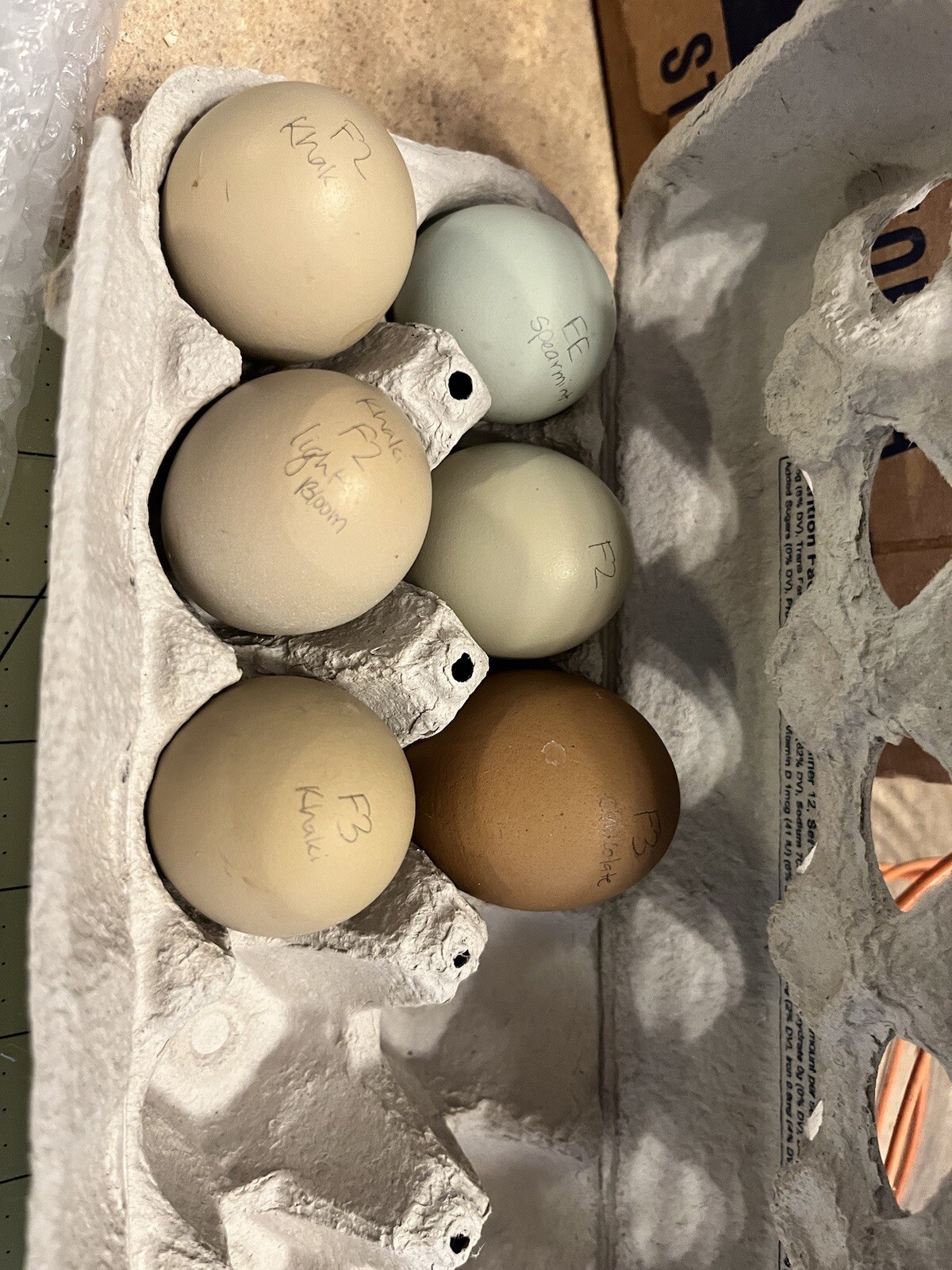 18 Rainbow Hatching Eggs Marans Olive Dark Fibro Bloom NPIP *read description*