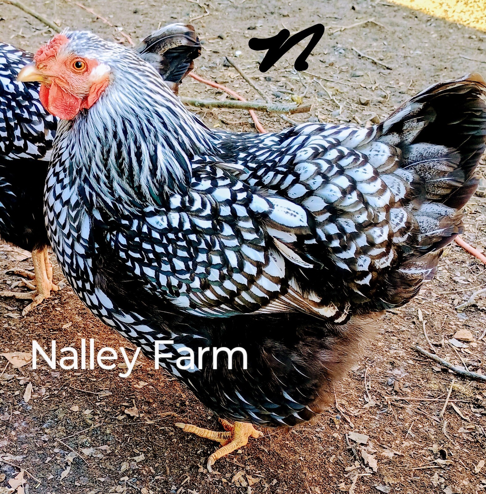 Silver Laced Wyandotte (6) 🐣 fertilized hatching eggs.Please read description.