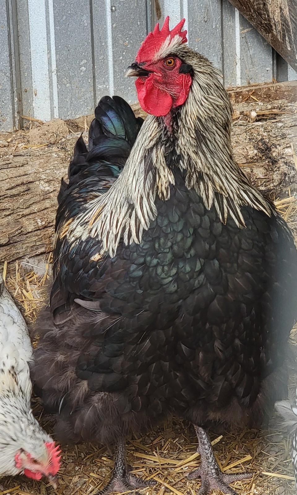 14 Pure English Orpington Hatching Eggs Mauve, SL,Mauve Laced, Choco, Huge Birds