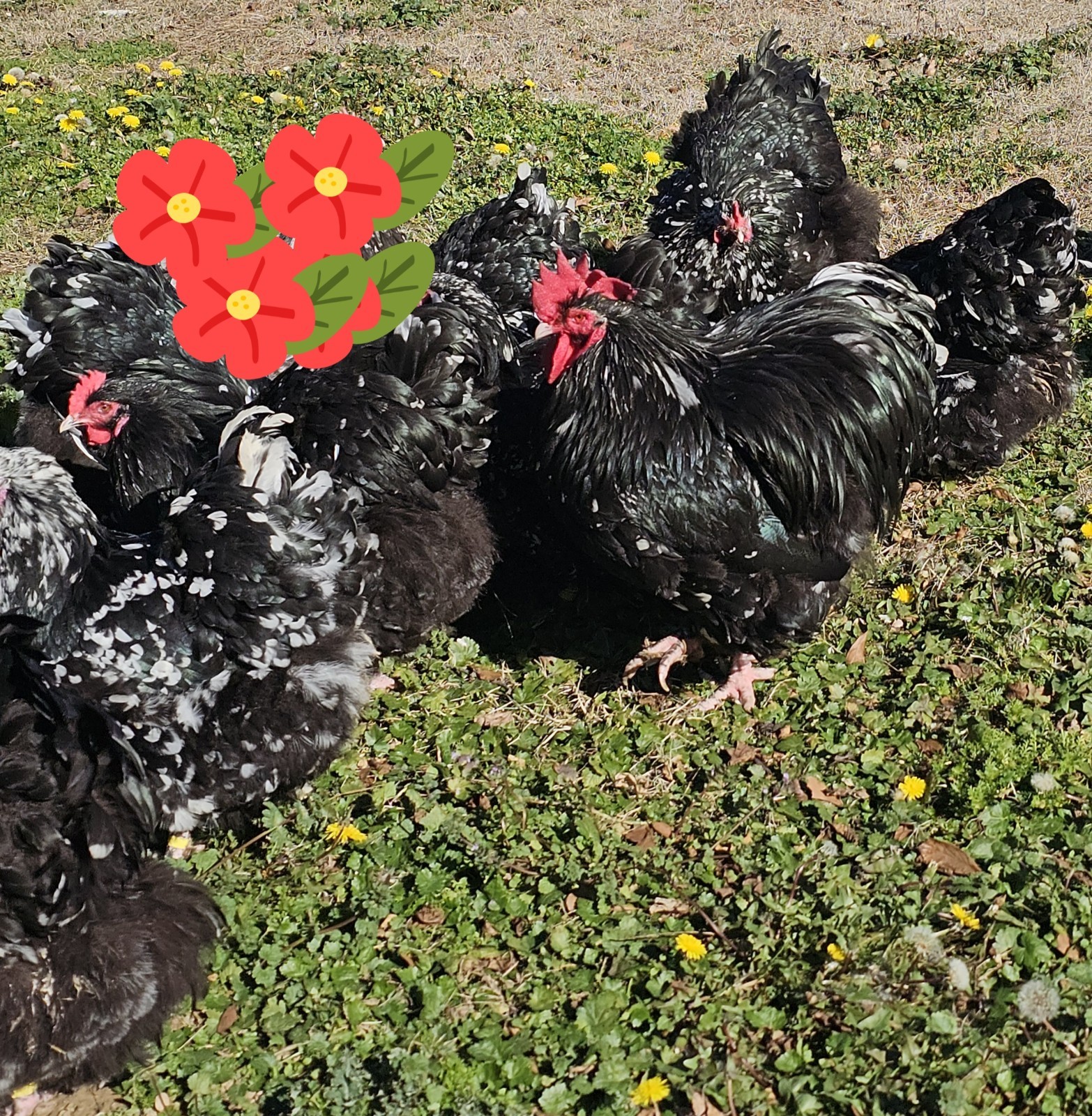 8+ English Mottled Orpington Hatching Eggs