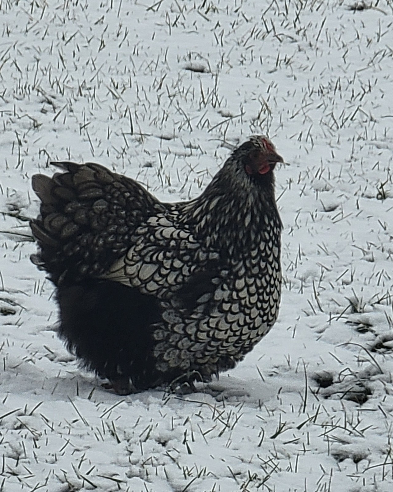 6 English Orpington Hatching Eggs Rare & Unusual Colors*new Pics *