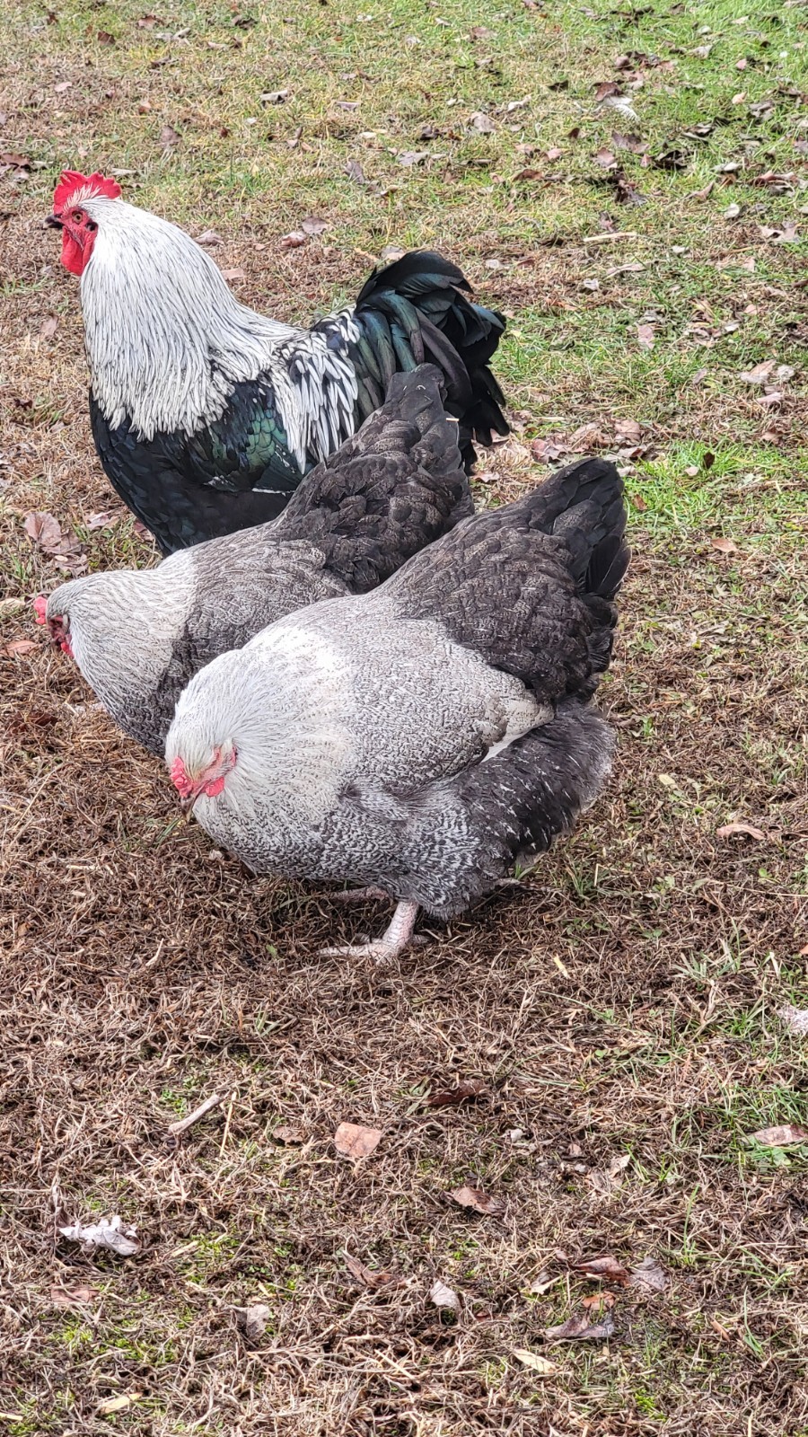 6 English Orpington Hatching Eggs Rare & Unusual Colors*new Pics *