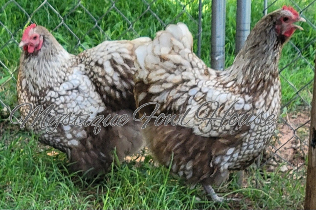 **12 Quality Chocolate Silver lace English Orpington hatching eggs