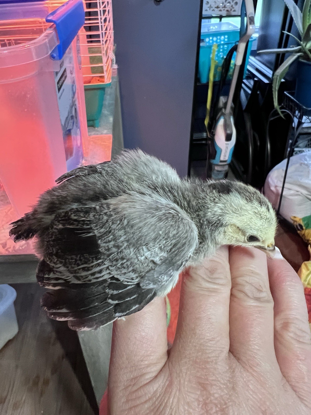 12+ Old English Game Mix Bantam Hatching Eggs 🐣