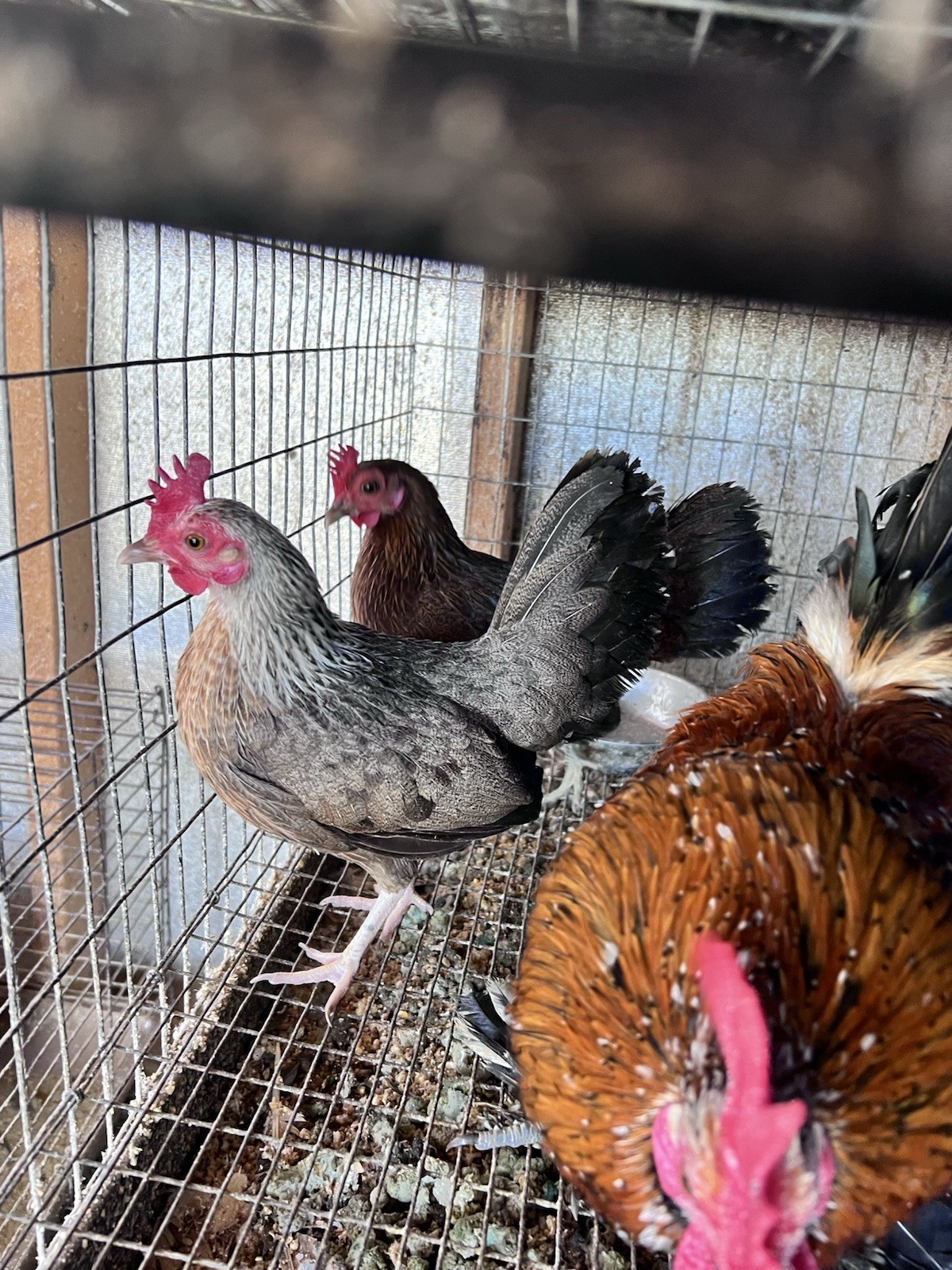 12+ Old English Game Mix Bantam Hatching Eggs 🐣