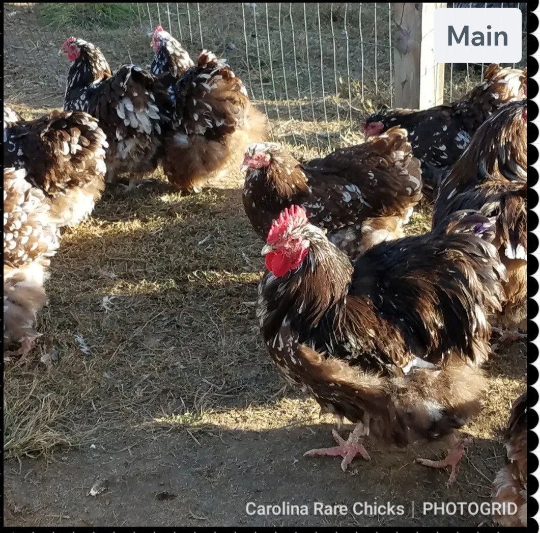 8+ English Chocolate Mottled Orpington Hatching Eggs