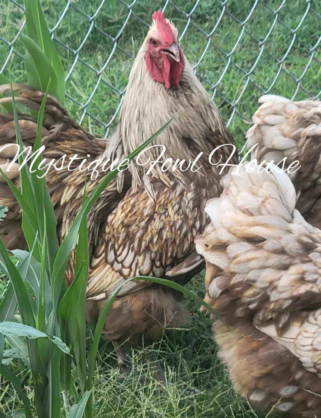 **12 Quality Chocolate Silver lace English Orpington hatching eggs