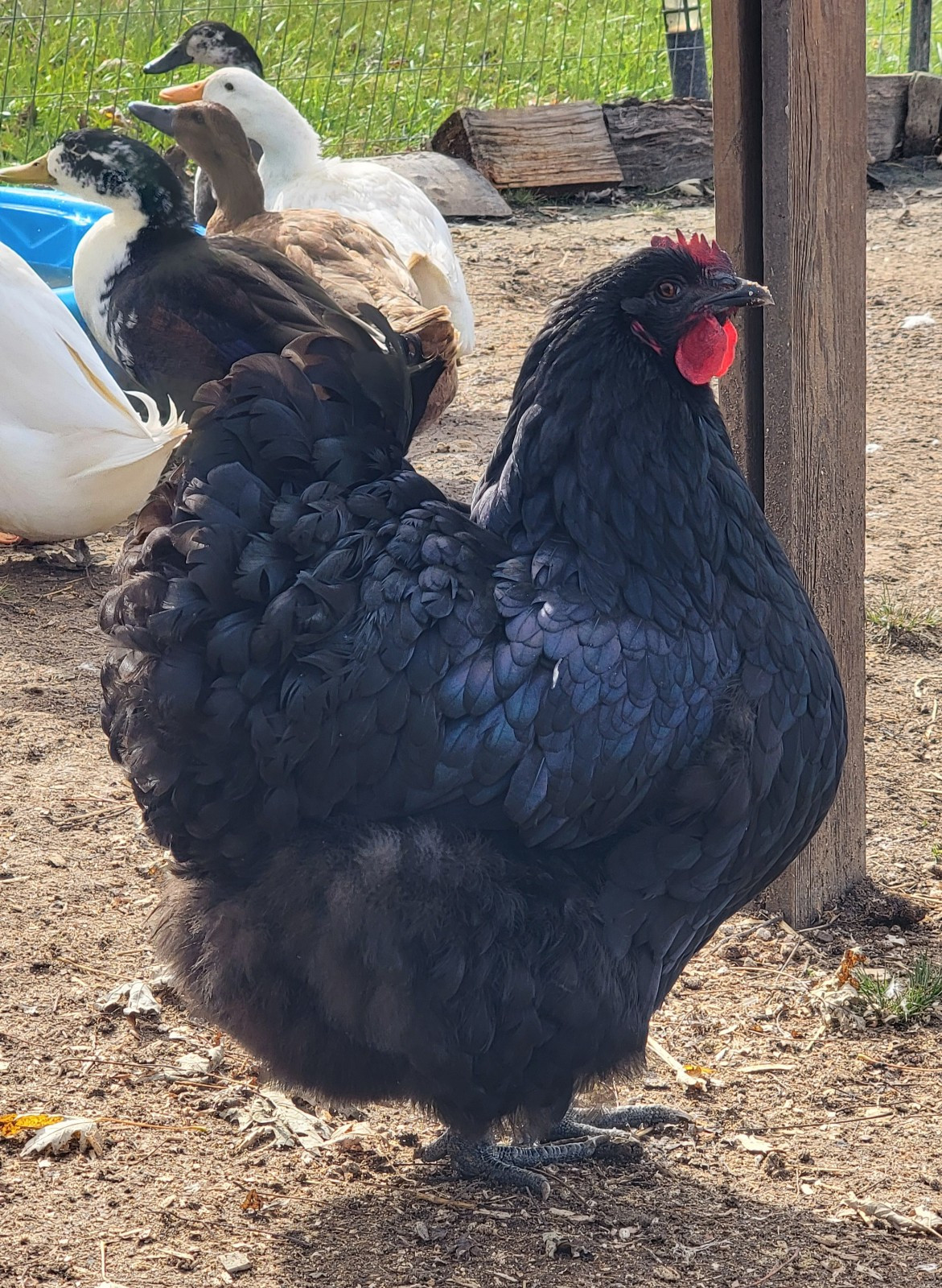 14 Pure English Orpington Hatching Eggs Mauve, SL,Mauve Laced, Choco, Huge Birds