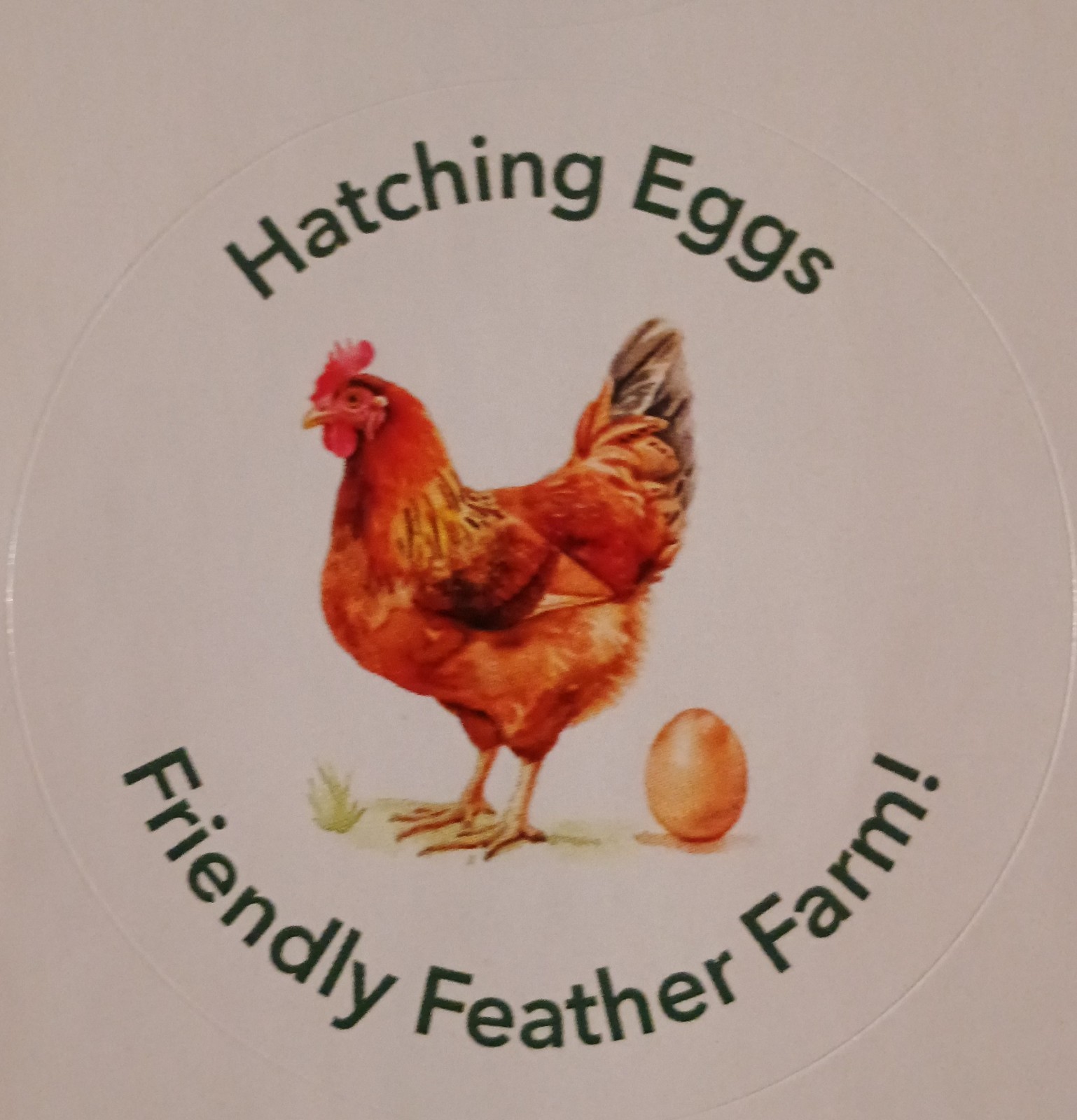 10 Pure English Lavender Orpington Fertile Chicken Eggs For Hatching! 🐣