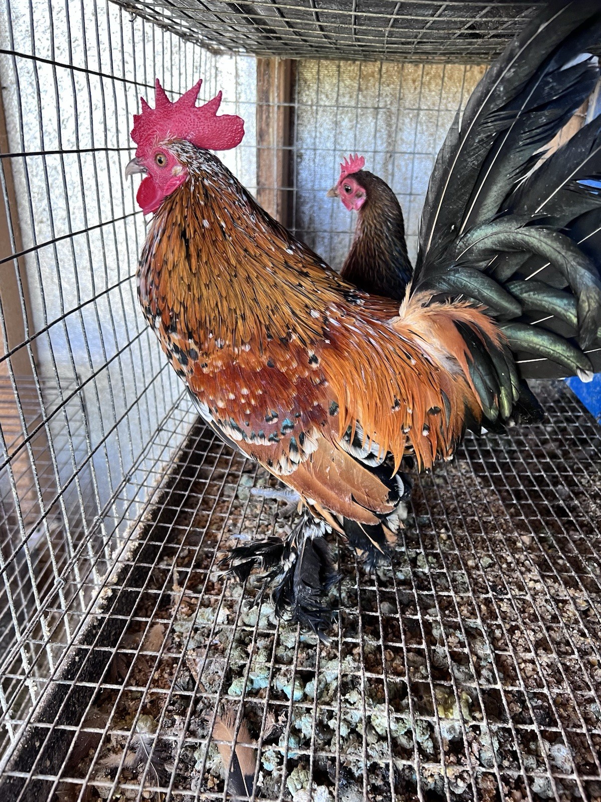 12+ Old English Game Mix Bantam Hatching Eggs 🐣
