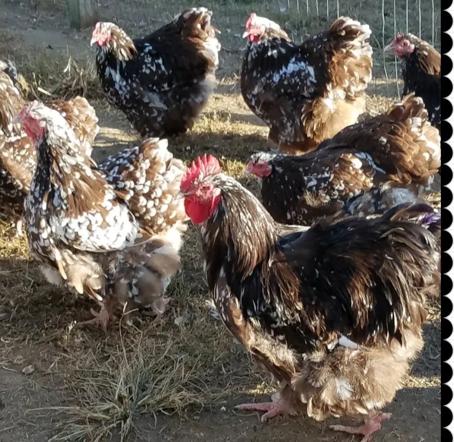 8+ English Chocolate Mottled Orpington Hatching Eggs