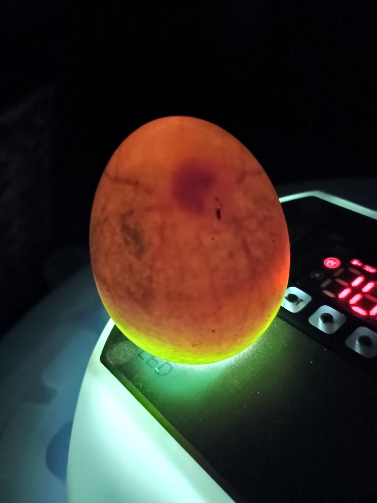 10 Pure English Lavender Orpington Fertile Chicken Eggs For Hatching! 🐣