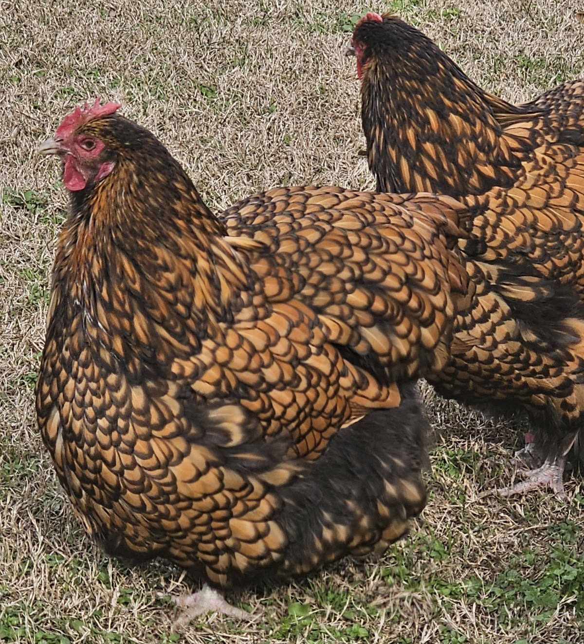 8+ English Gold Laced Orpington Hatching Eggs