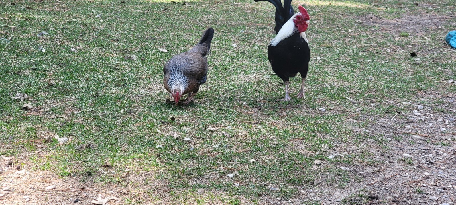 6+ Silver Duckwing Old English Bantam Fertile Hatching Eggs