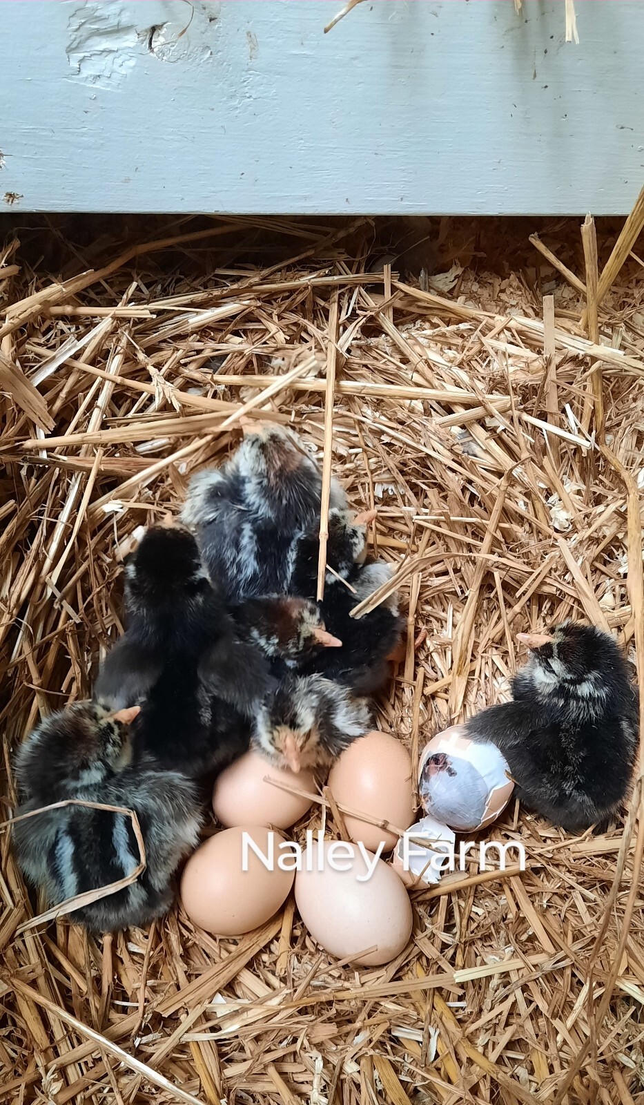 Silver Laced Wyandotte (6) 🐣 fertilized hatching eggs.Please read description.