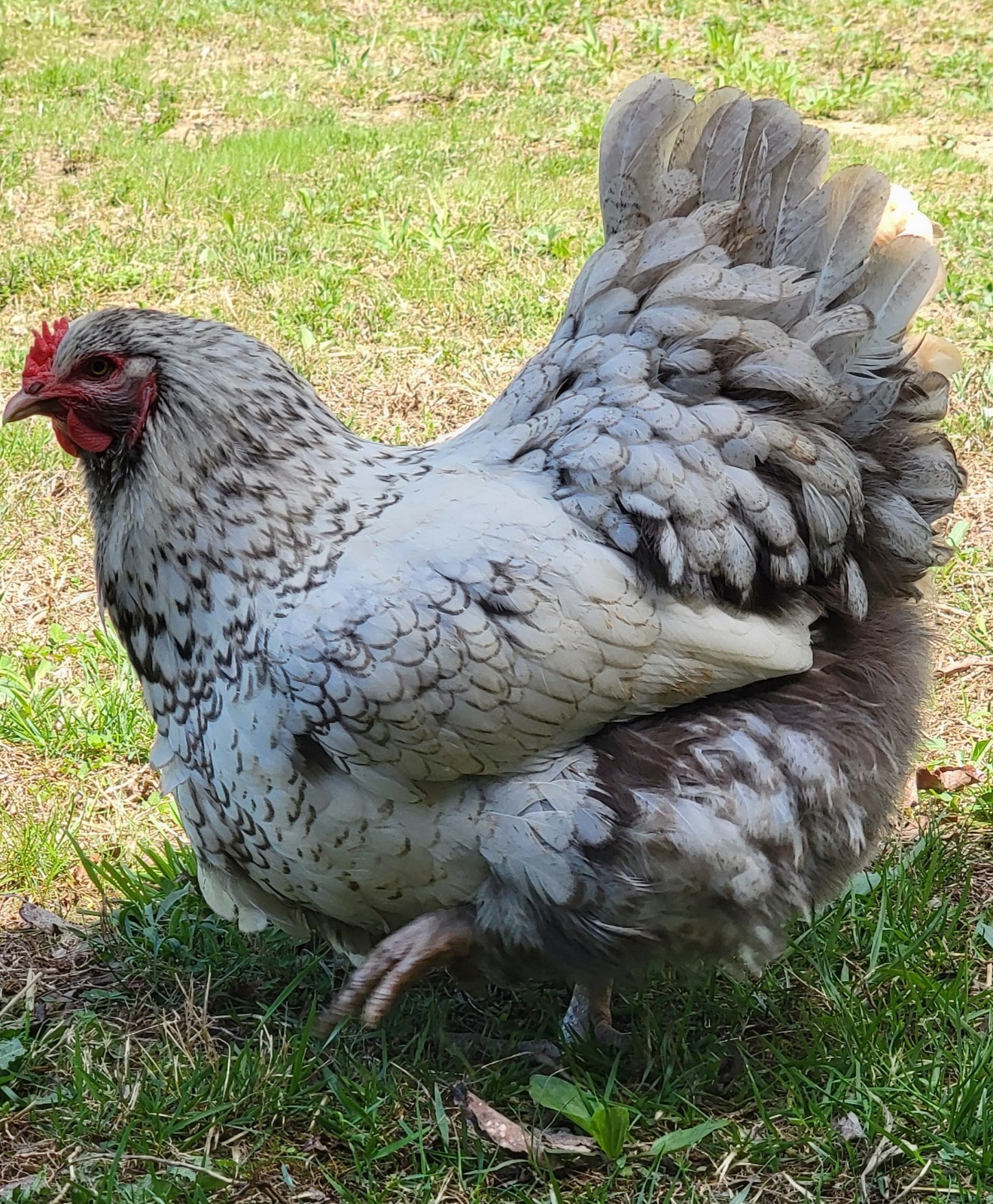 14 Pure English Orpington Hatching Eggs Mauve, SL,Mauve Laced, Choco, Huge Birds