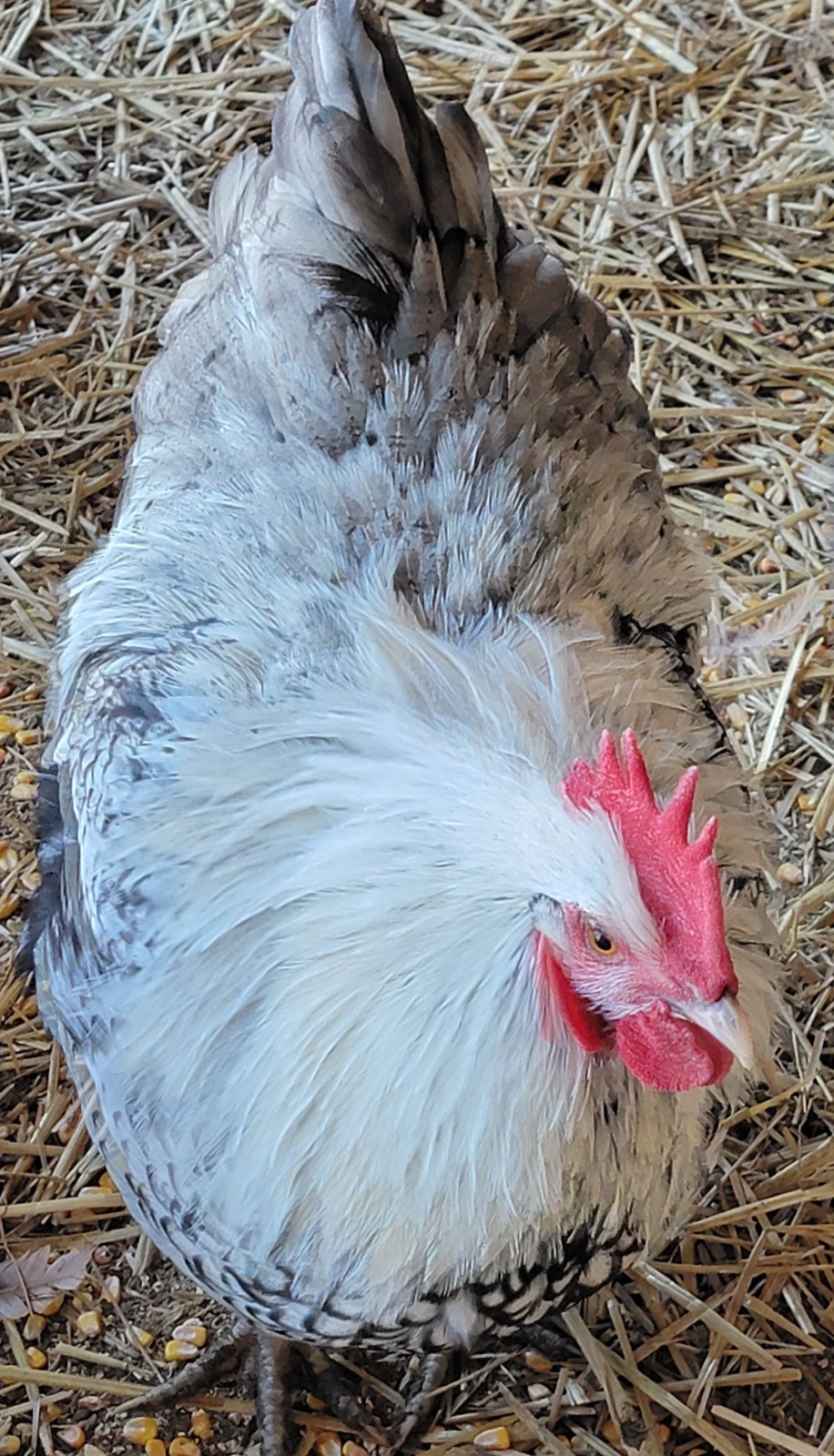 6 English Orpington Hatching Eggs Rare & Unusual Colors*new Pics *