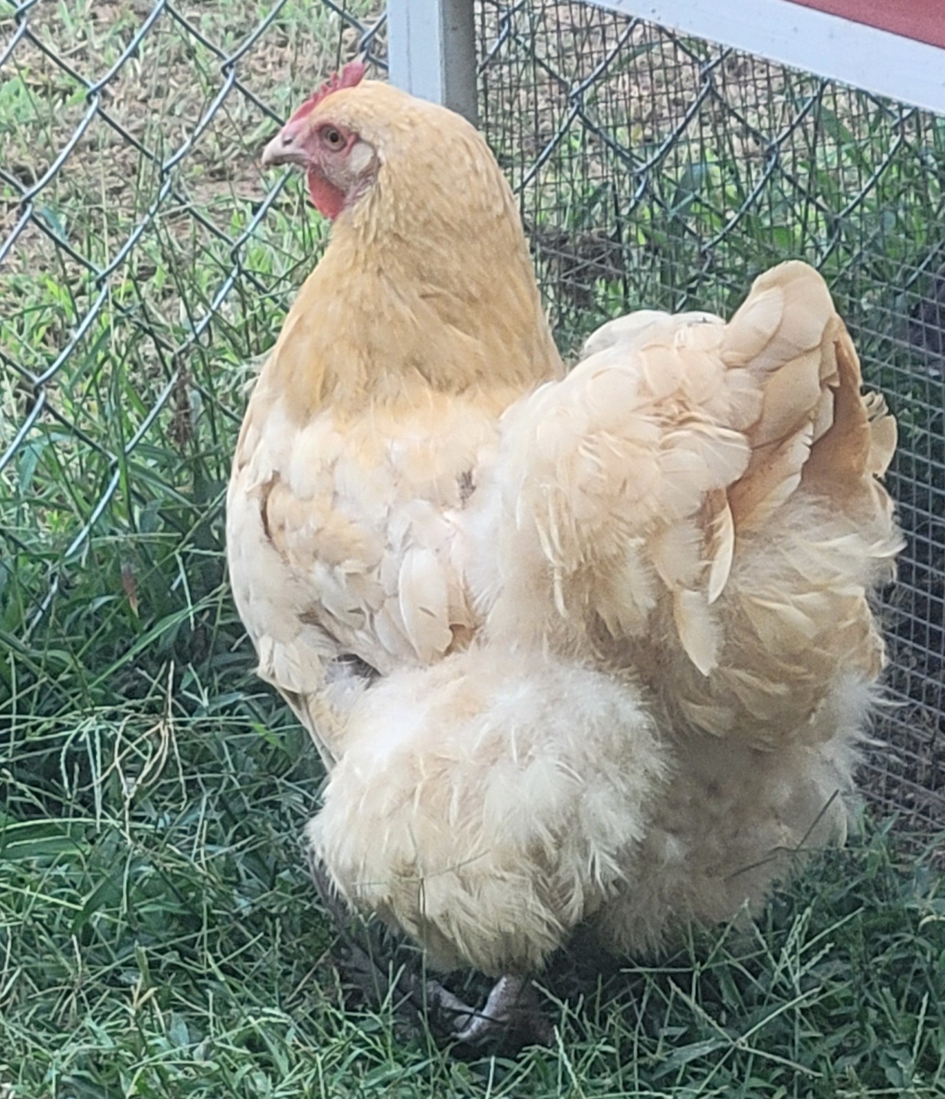 12 premium Lemon Cuckoo English Orpington hatching eggs!! NPIP/AI clean flock