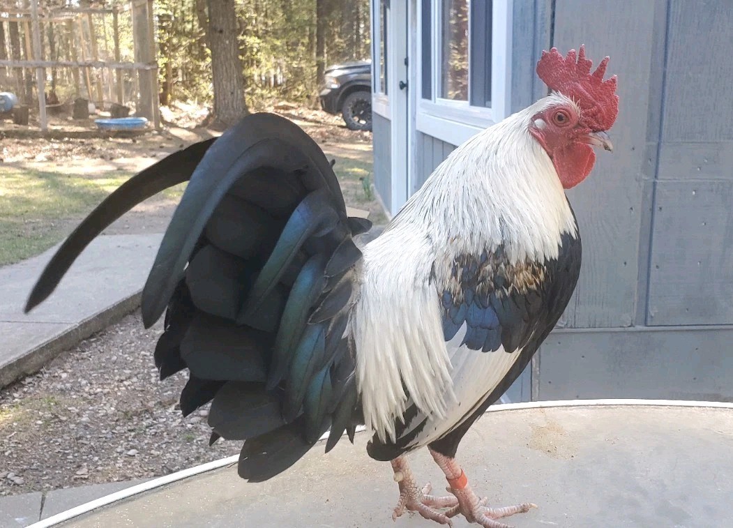 6+ Silver Duckwing Old English Bantam Fertile Hatching Eggs
