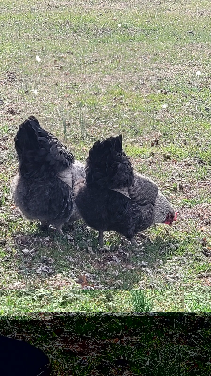6 English Orpington Hatching Eggs Rare & Unusual Colors*new Pics *