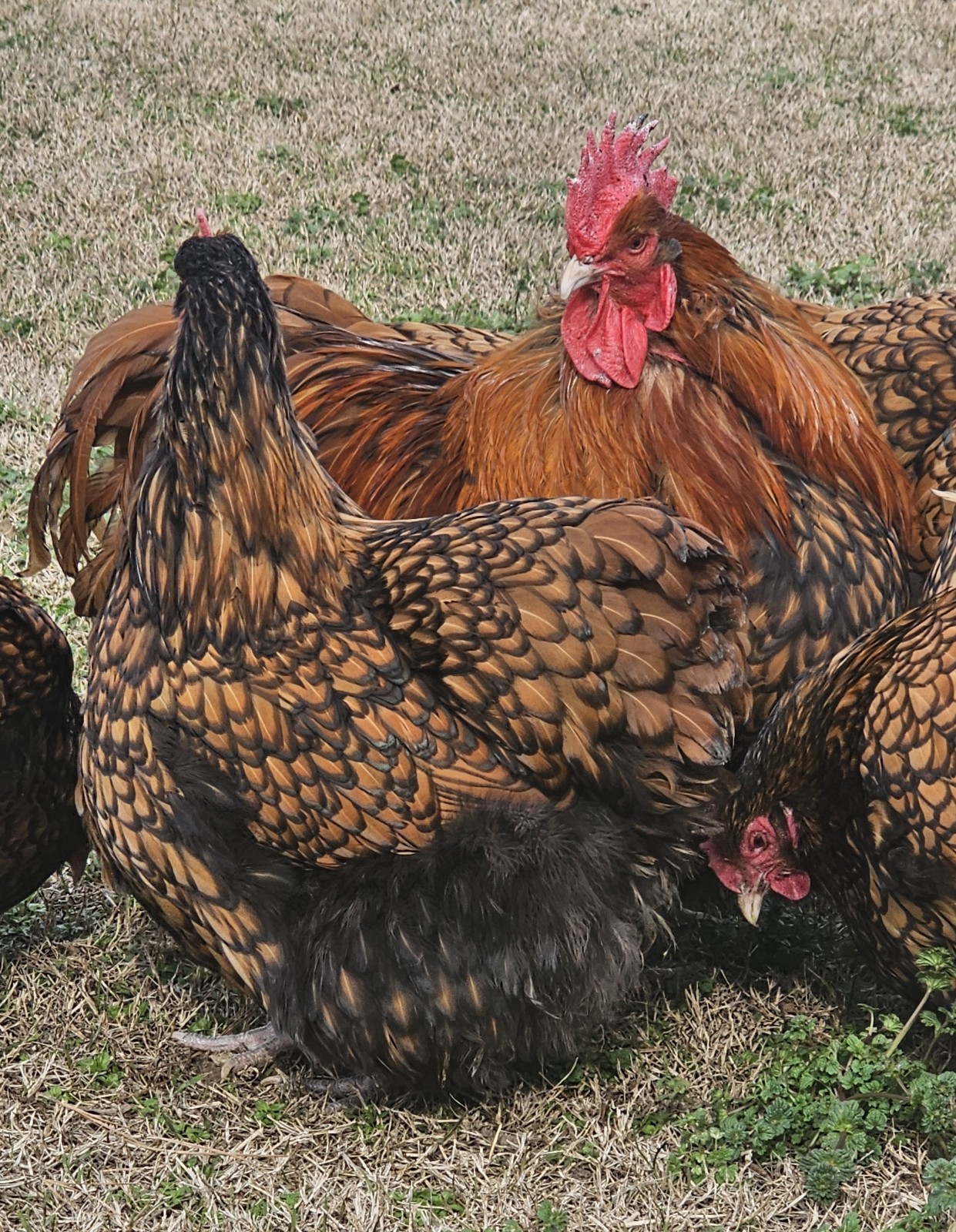 8+ English Gold Laced Orpington Hatching Eggs