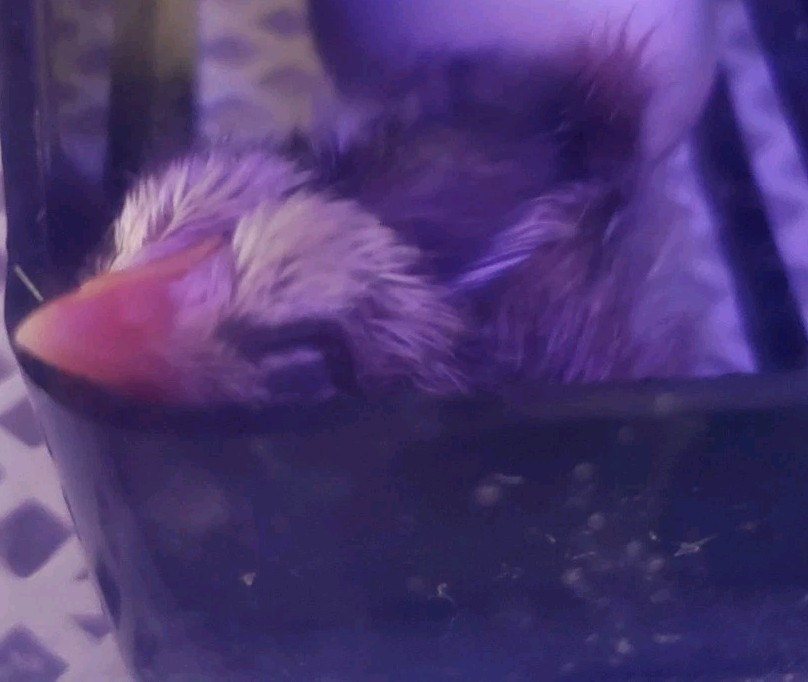 6+ Silver Duckwing Old English Bantam Fertile Hatching Eggs