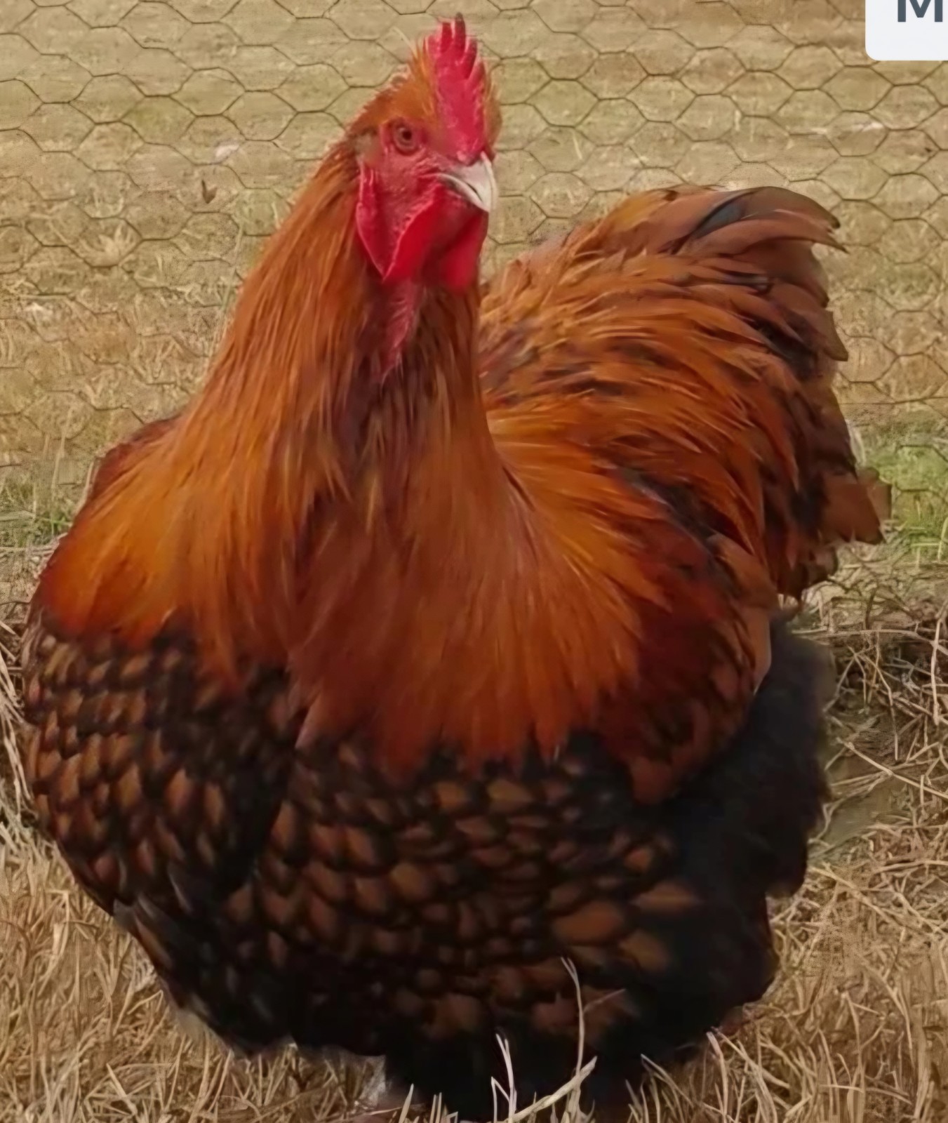 8+ English Gold Laced Orpington Hatching Eggs