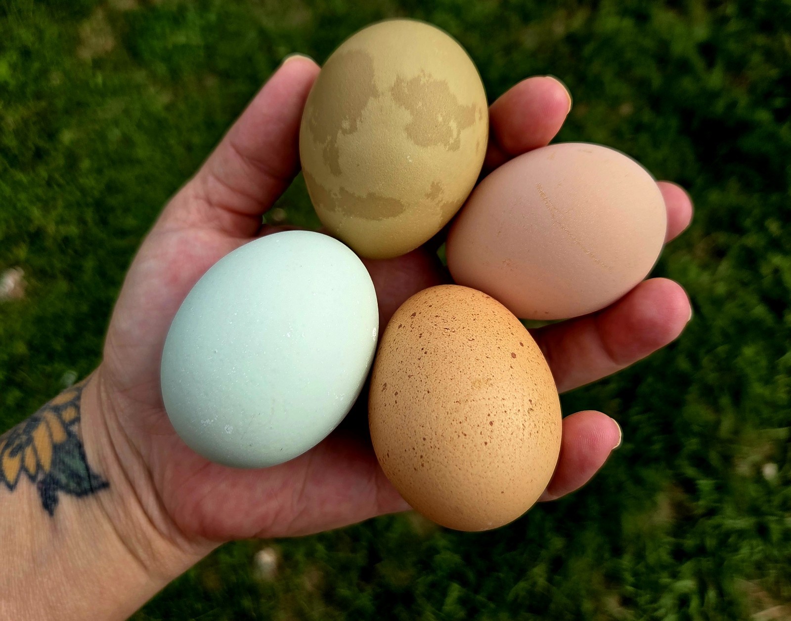 One Dozen Rainbow Hatching Eggs! Speckled, Heavy Bloom, Mint, Olive, Pink +