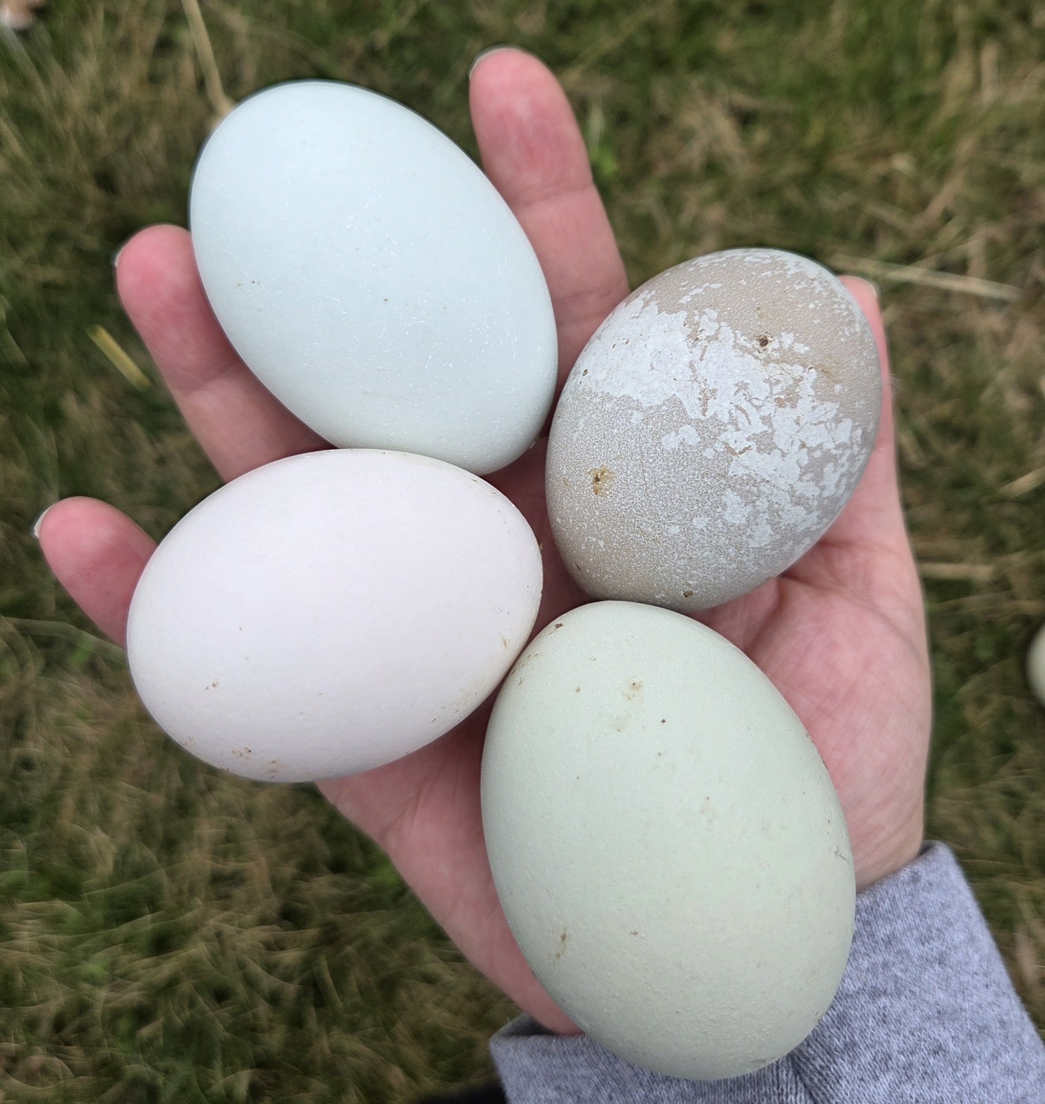 One Dozen Rainbow Hatching Eggs! Speckled, Heavy Bloom, Mint, Olive, Pink +