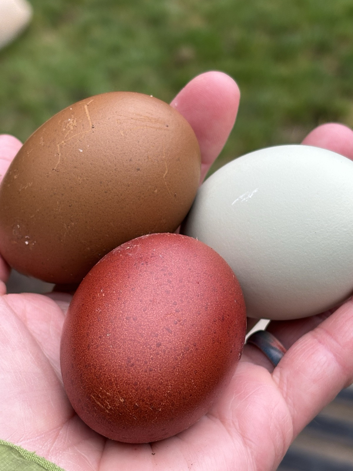6+ Dark Or Heavy Bloom FERTILE Hatching Eggs Olive Chocolate Speckles Marans