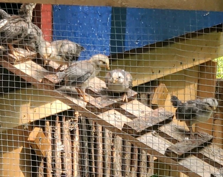 6+ Silver Duckwing Old English Bantam Fertile Hatching Eggs