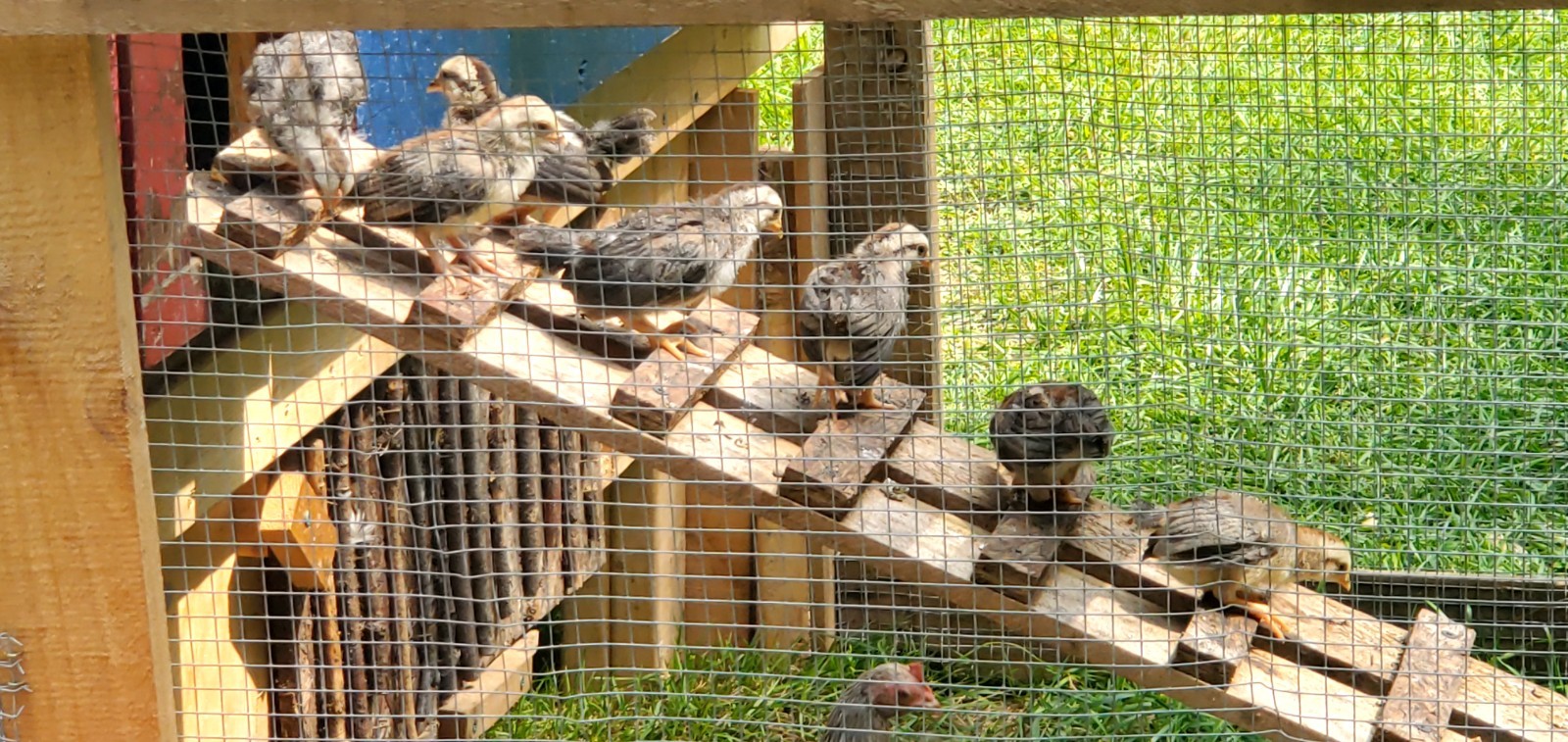 6+ Silver Duckwing Old English Bantam Fertile Hatching Eggs