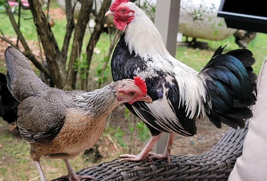 6+ Silver Duckwing Old English Bantam Fertile Hatching Eggs