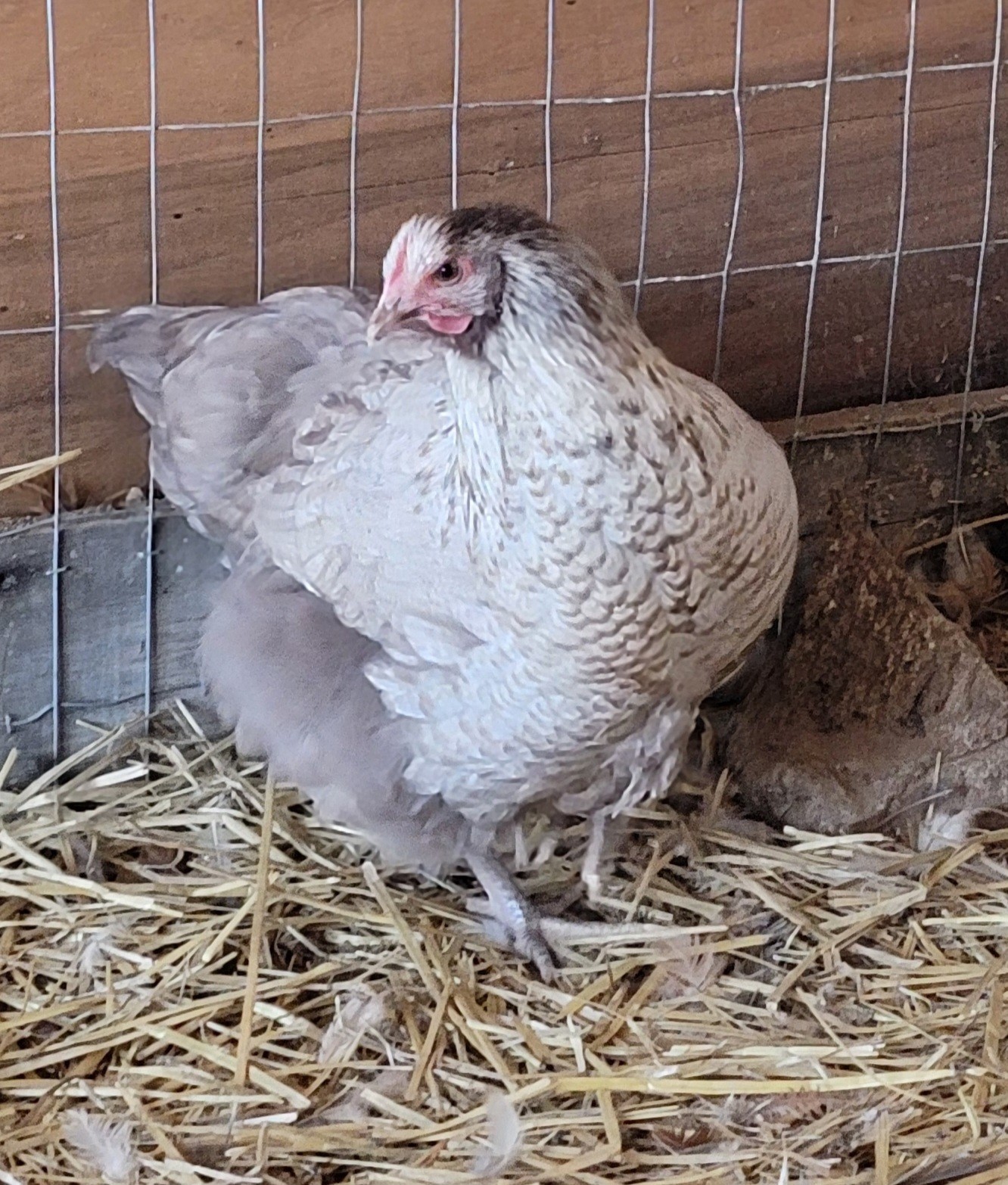 6 English Orpington Hatching Eggs Rare & Unusual Colors*new Pics *