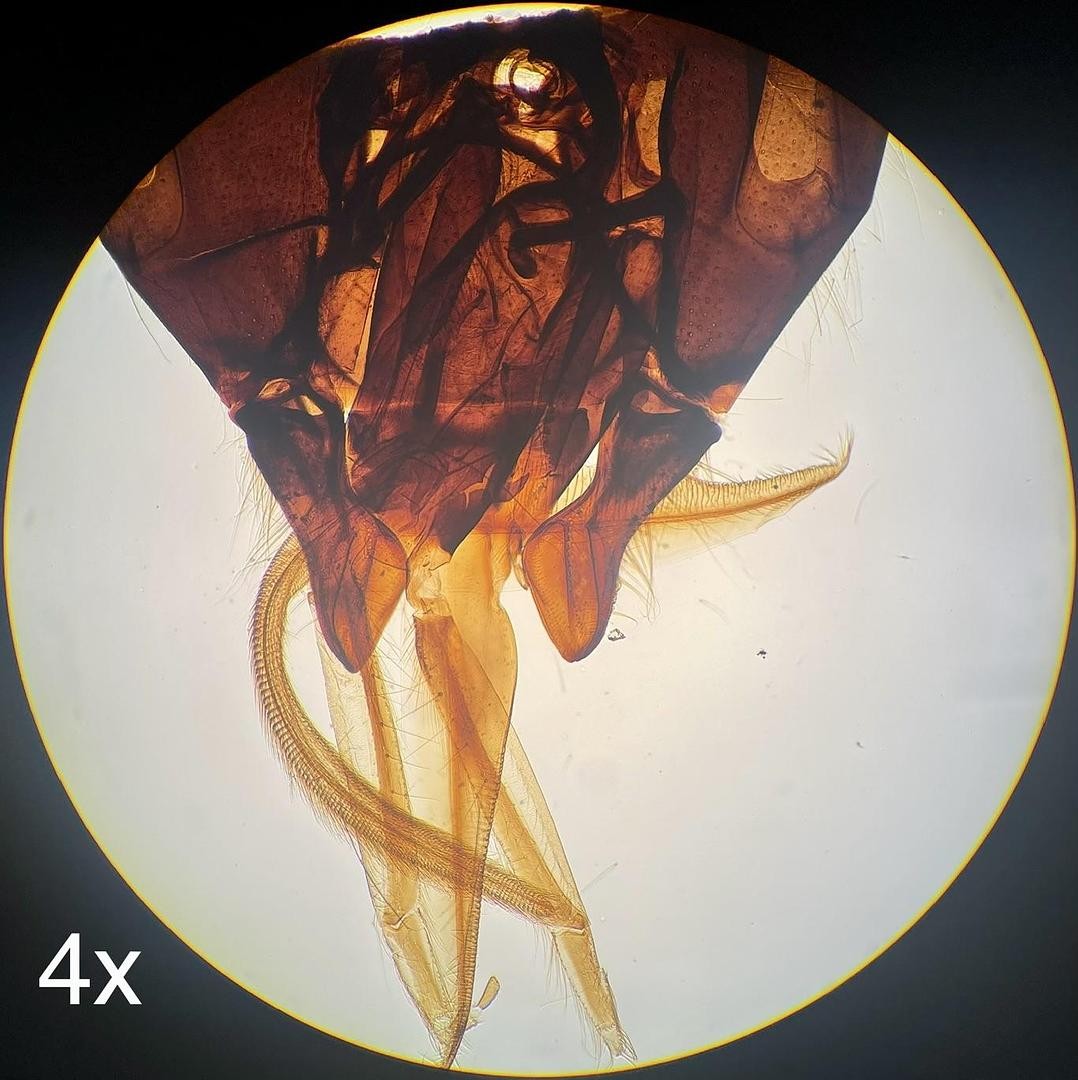 Olympus BH-2 BHTU Binocular Microscope W/ DPlan 4/10/20/40 Objectives