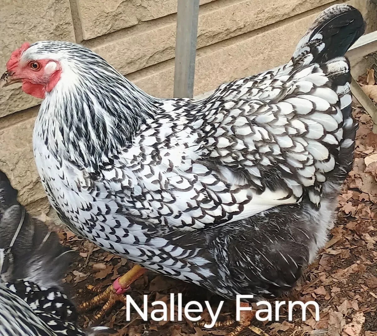 Silver Laced Wyandotte (6) 🐣 fertilized hatching eggs.Please read description.