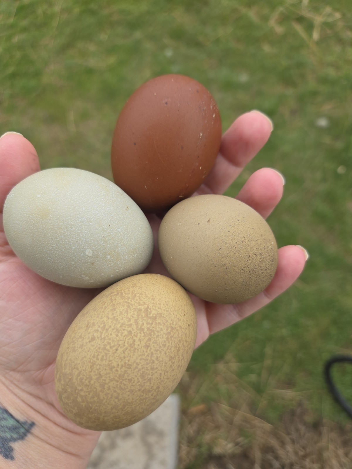 One Dozen Rainbow Hatching Eggs! Speckled, Heavy Bloom, Mint, Olive, Pink +