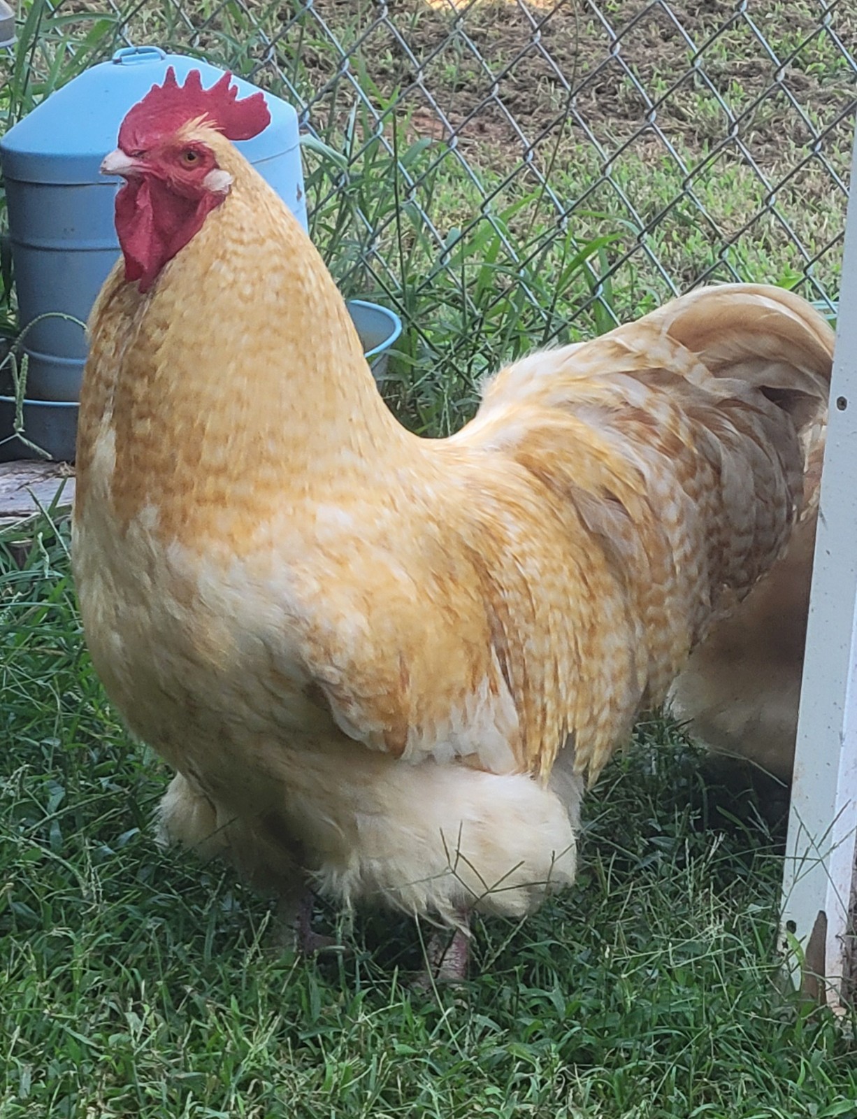 12 premium Lemon Cuckoo English Orpington hatching eggs!! NPIP/AI clean flock