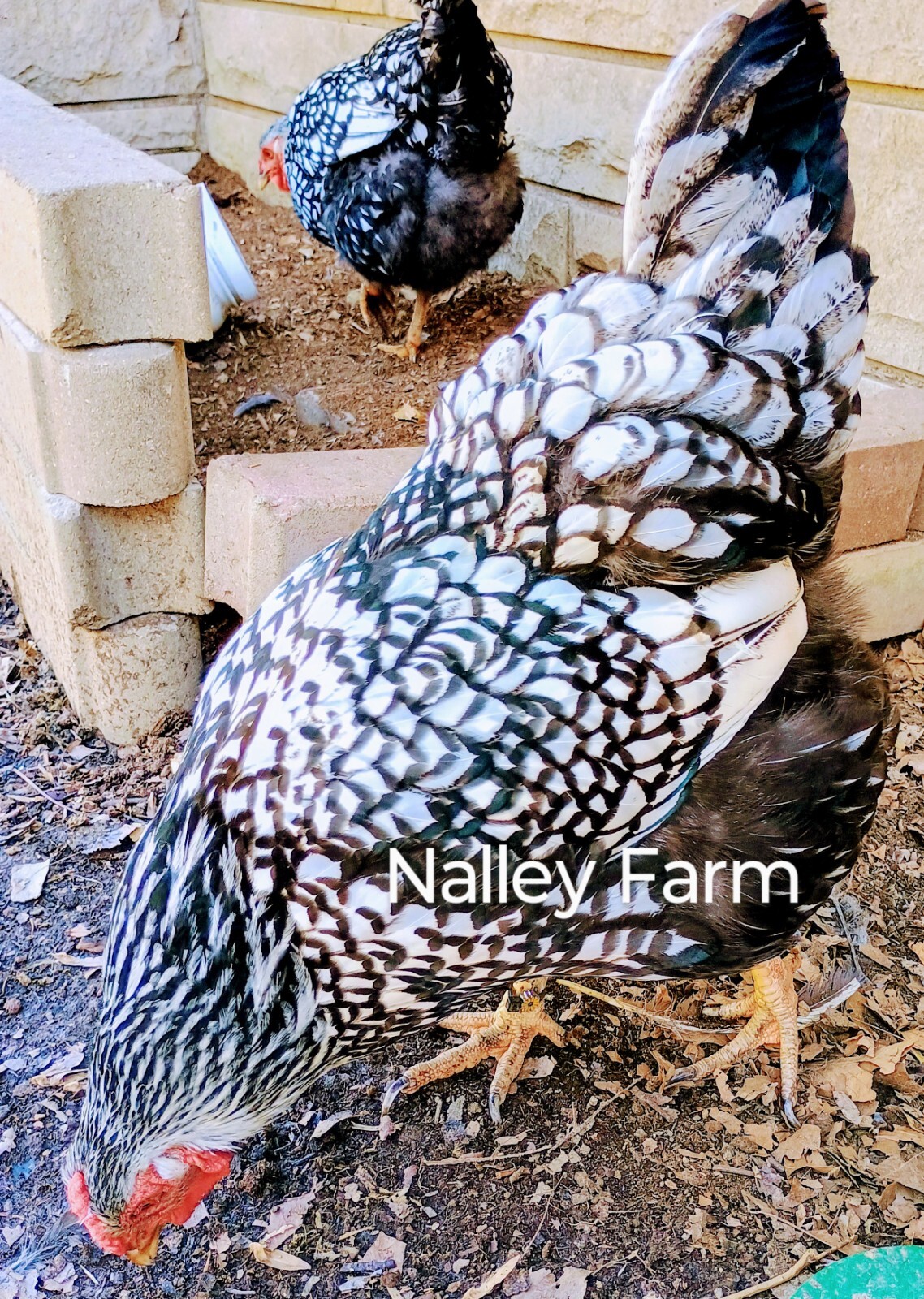 Silver Laced Wyandotte (6) 🐣 fertilized hatching eggs.Please read description.