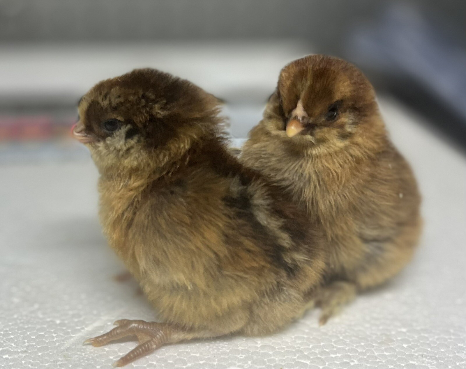 18 Rainbow Hatching Eggs Marans Olive Dark Fibro Bloom NPIP *read description*