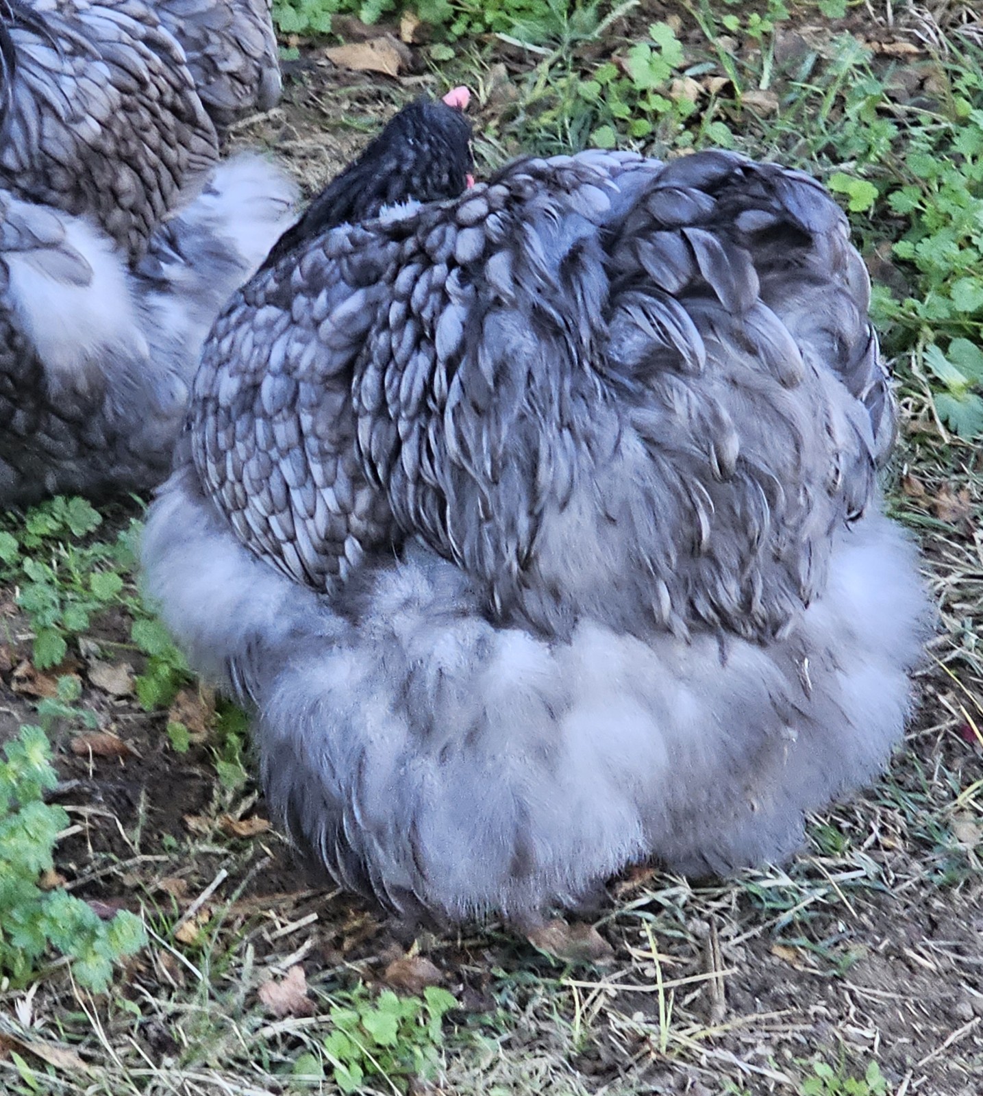 8+ English Blue/Black/Splashg Orpington Hatching Eggs