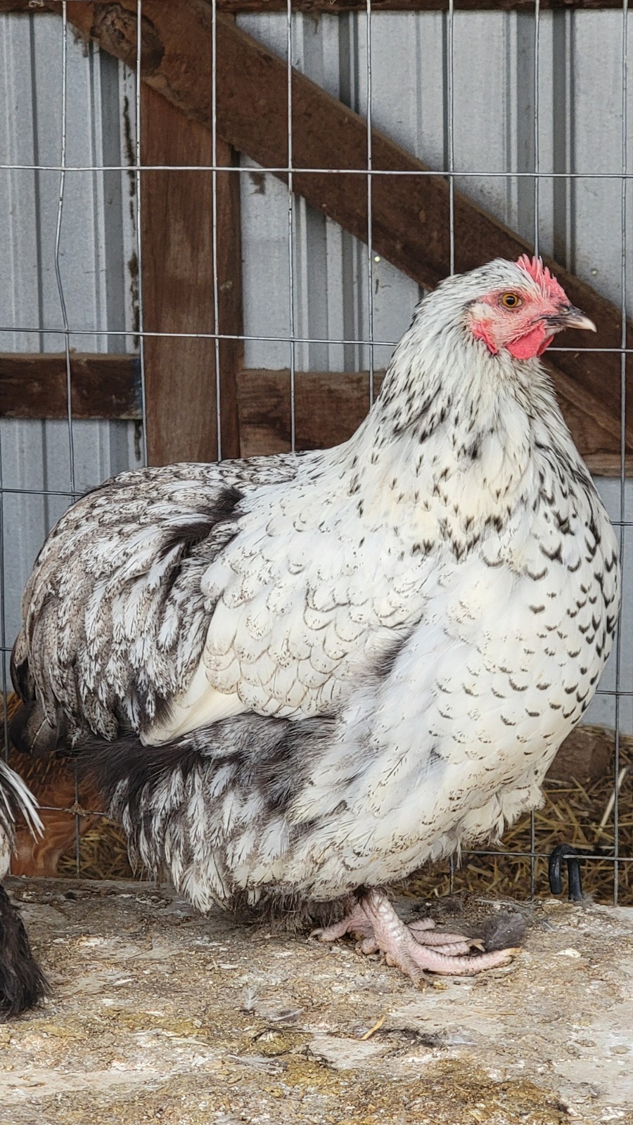14 Pure English Orpington Hatching Eggs Mauve, SL,Mauve Laced, Choco, Huge Birds
