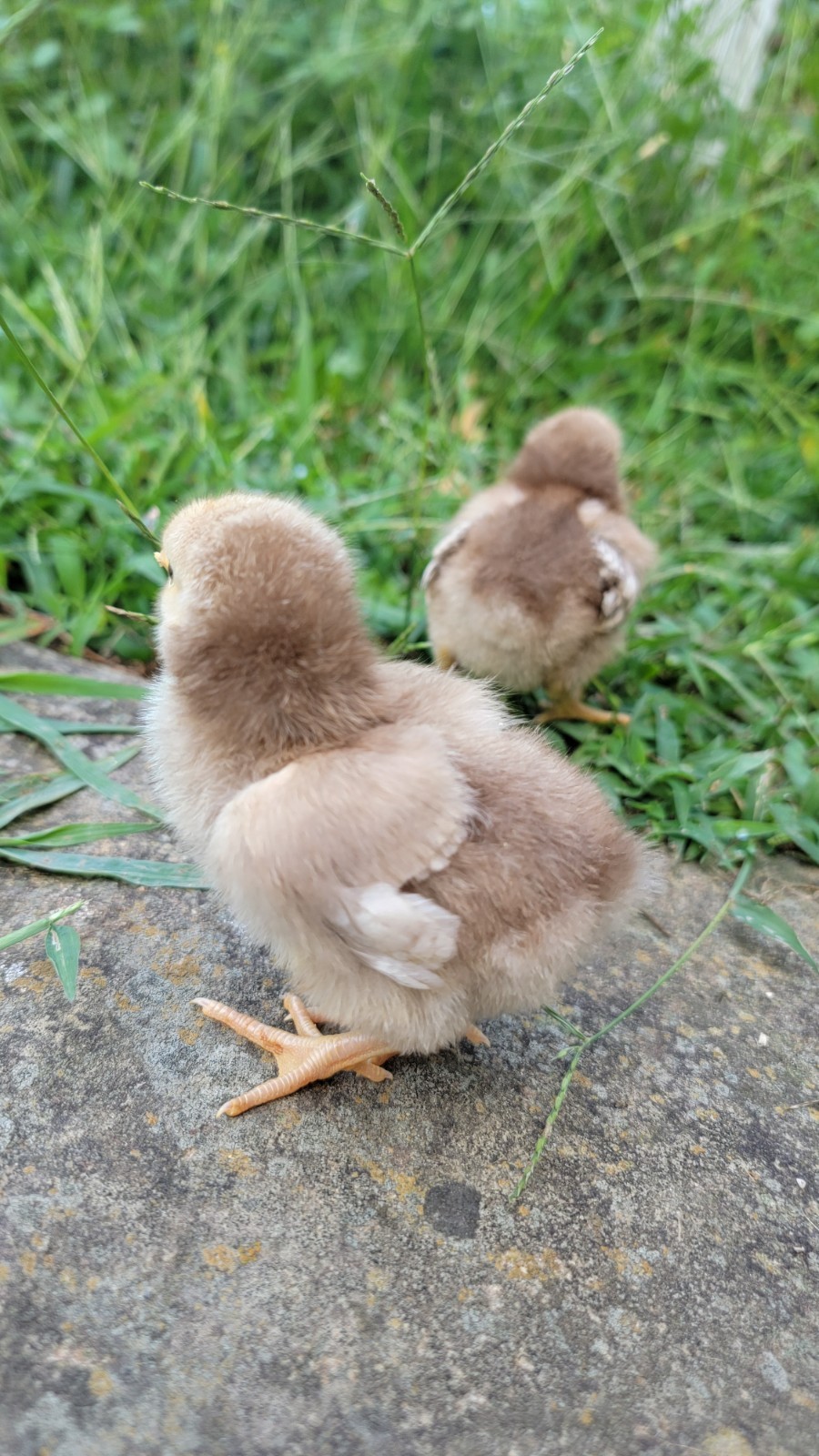 14 Pure English Orpington Hatching Eggs Mauve, SL,Mauve Laced, Choco, Huge Birds