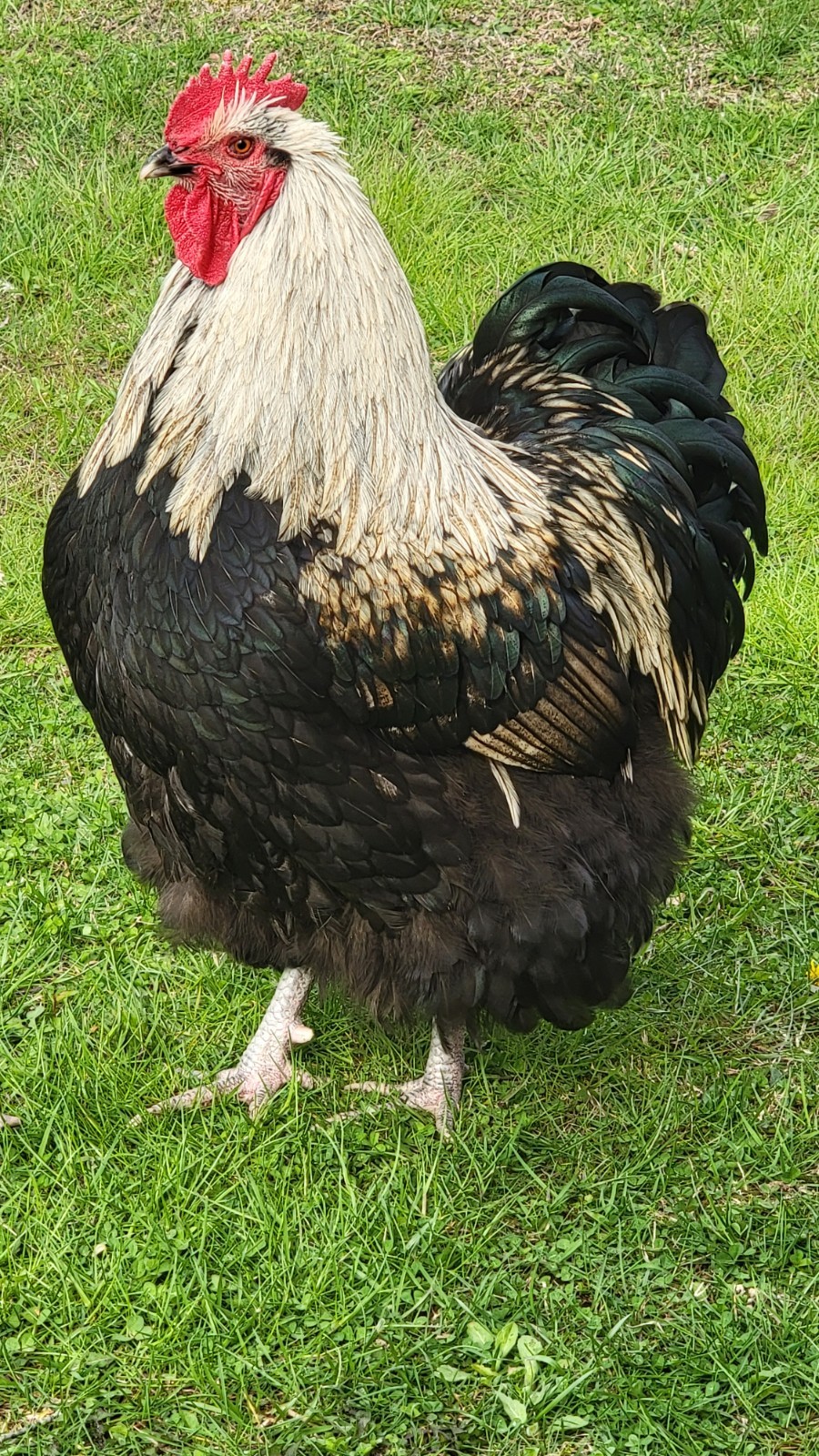6 English Orpington Hatching Eggs Rare & Unusual Colors*new Pics *
