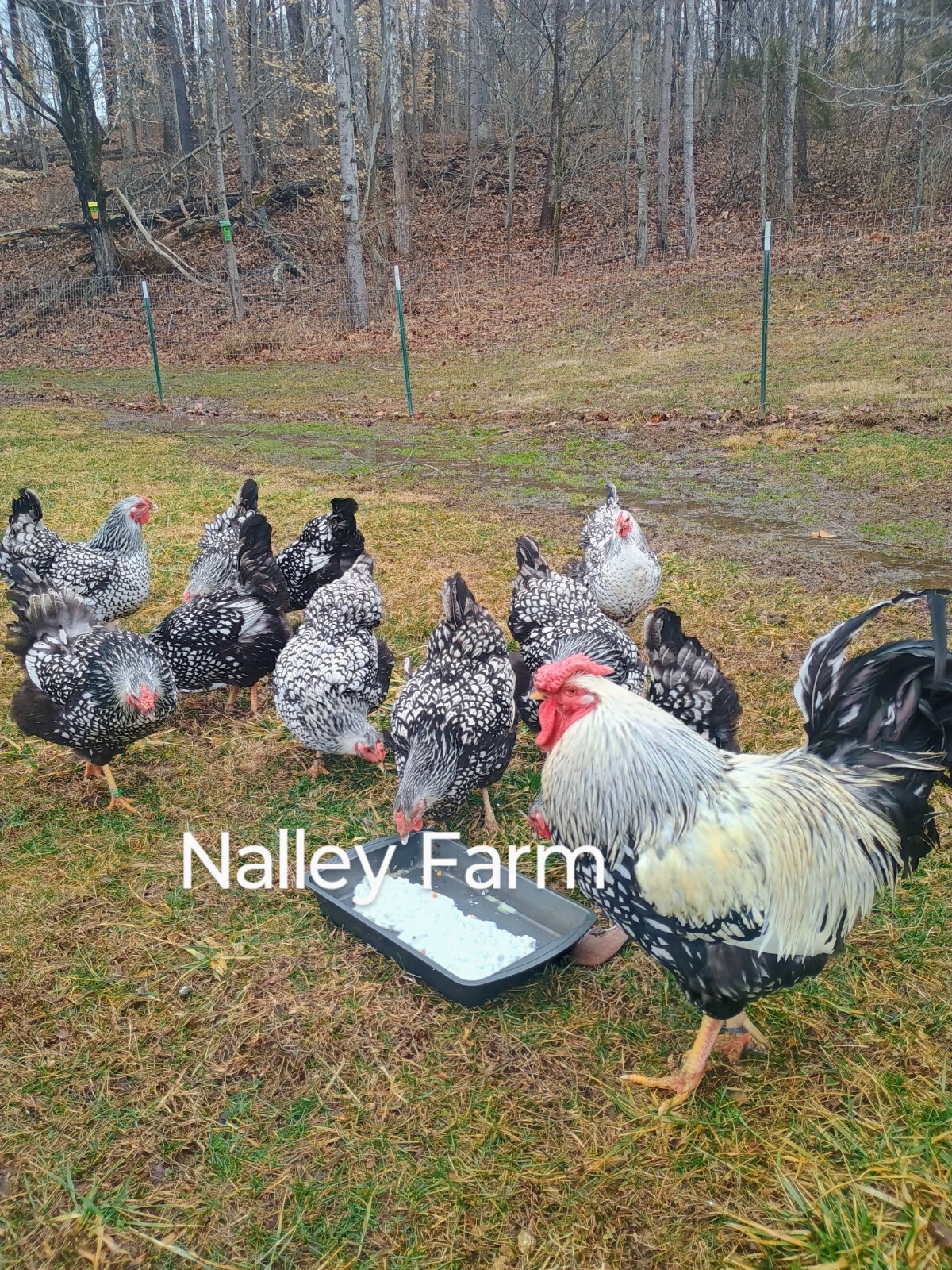 Silver Laced Wyandotte (6) 🐣 fertilized hatching eggs.Please read description.