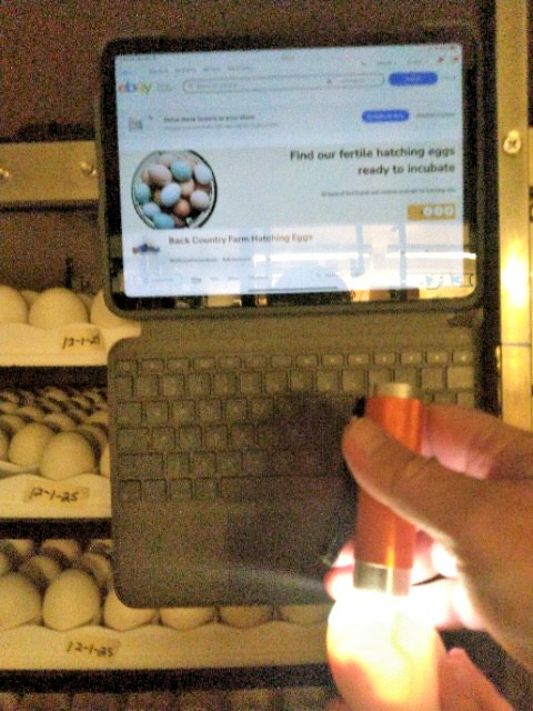 20 PUREBRED FRESH WELSH HARLEQUIN FERTILE HATCHING DUCK HATCHERY SUPPLY QUICK