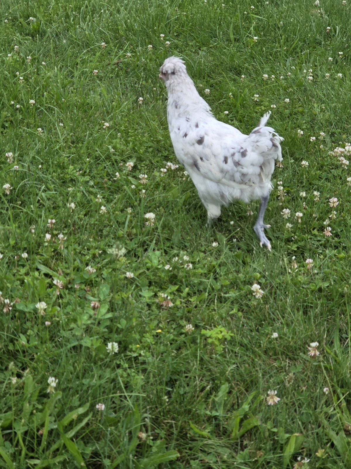 One Dozen Rainbow Hatching Eggs! Speckled, Heavy Bloom, Mint, Olive, Pink +