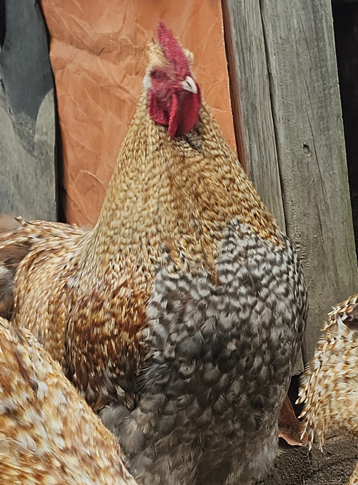 8+ English Crele orpington Hatching Eggs