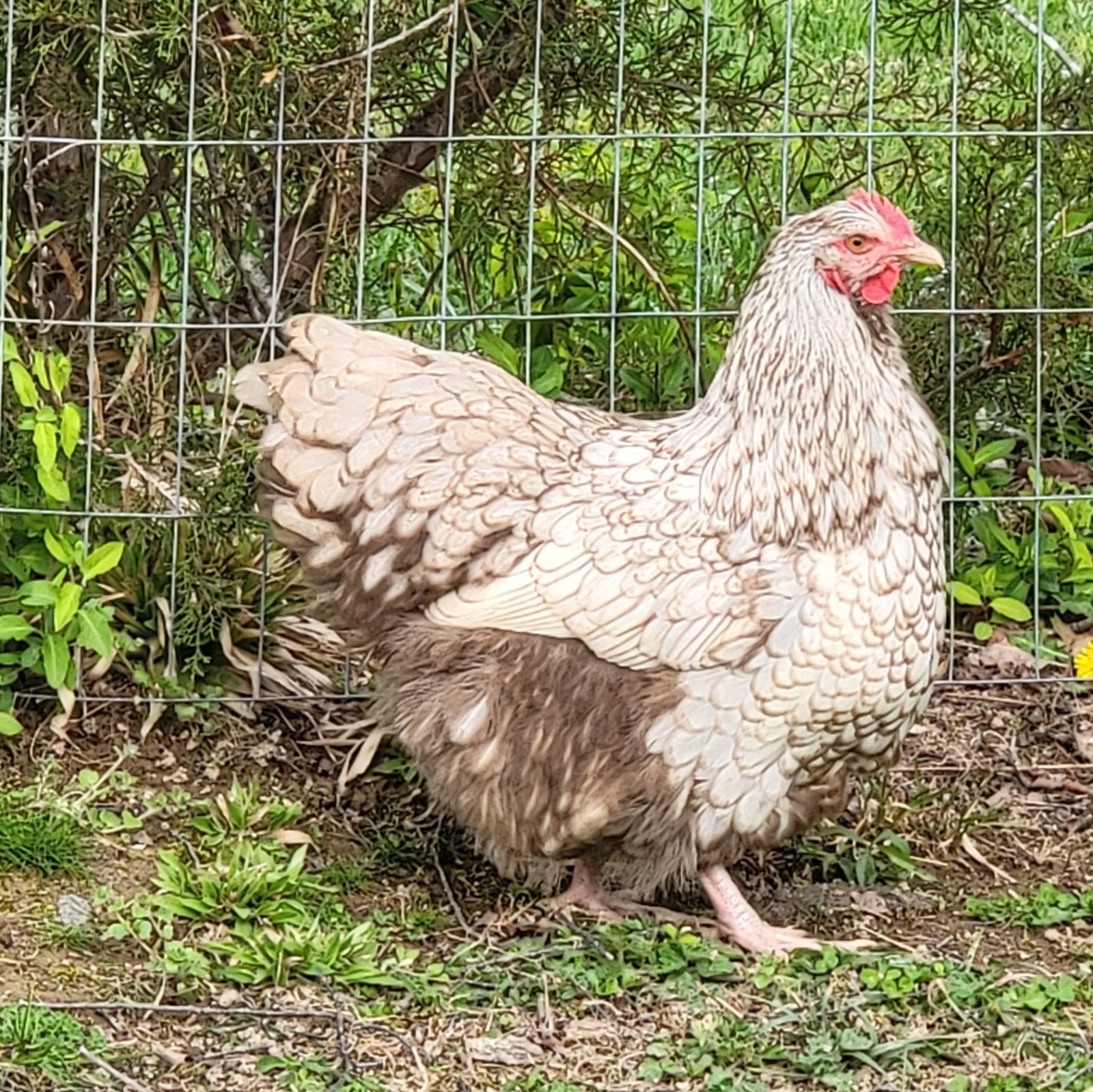 6 English Orpington Hatching Eggs Rare & Unusual Colors*new Pics *